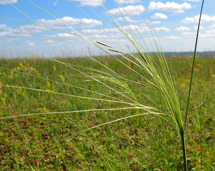 Изображение особи Stipa capillata.