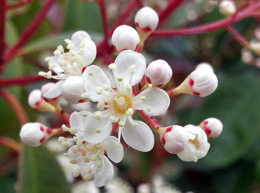 Image of Photinia &times; fraseri specimen.