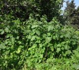Urtica pilulifera