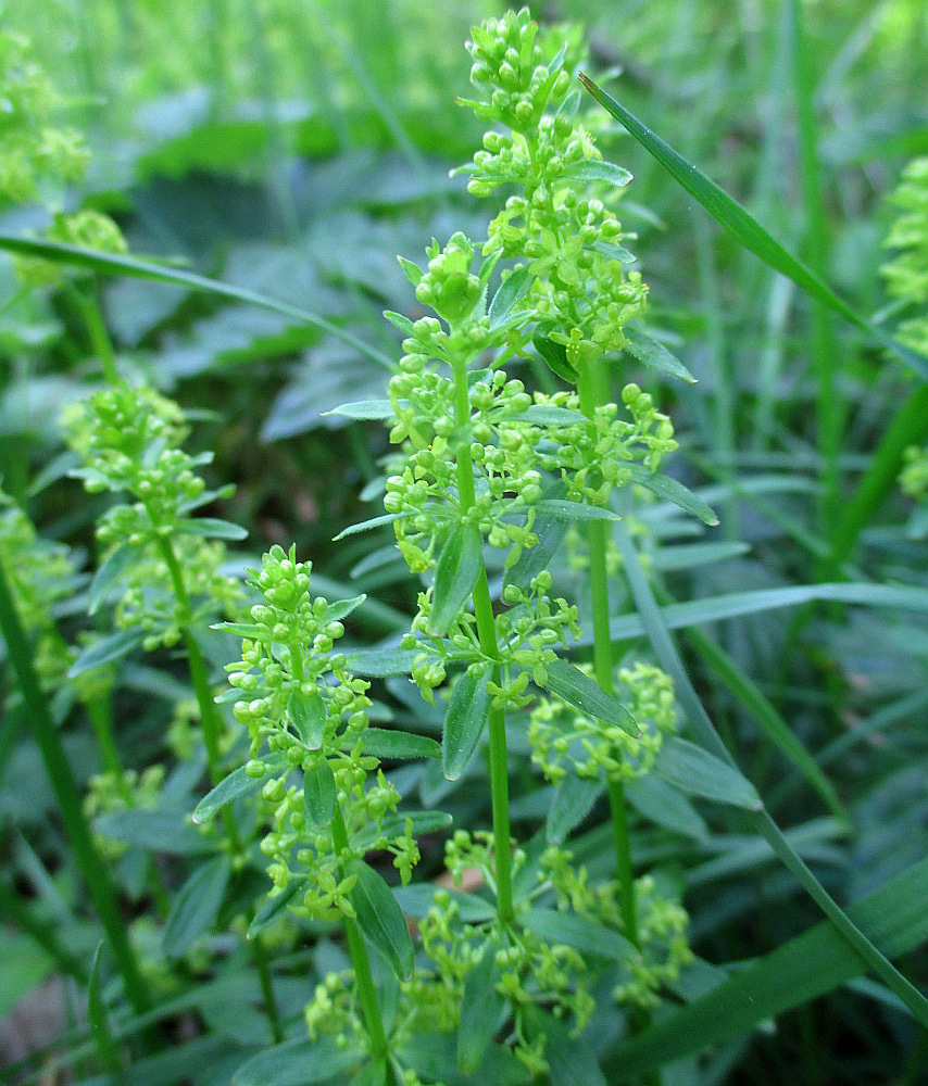 Изображение особи Cruciata glabra.