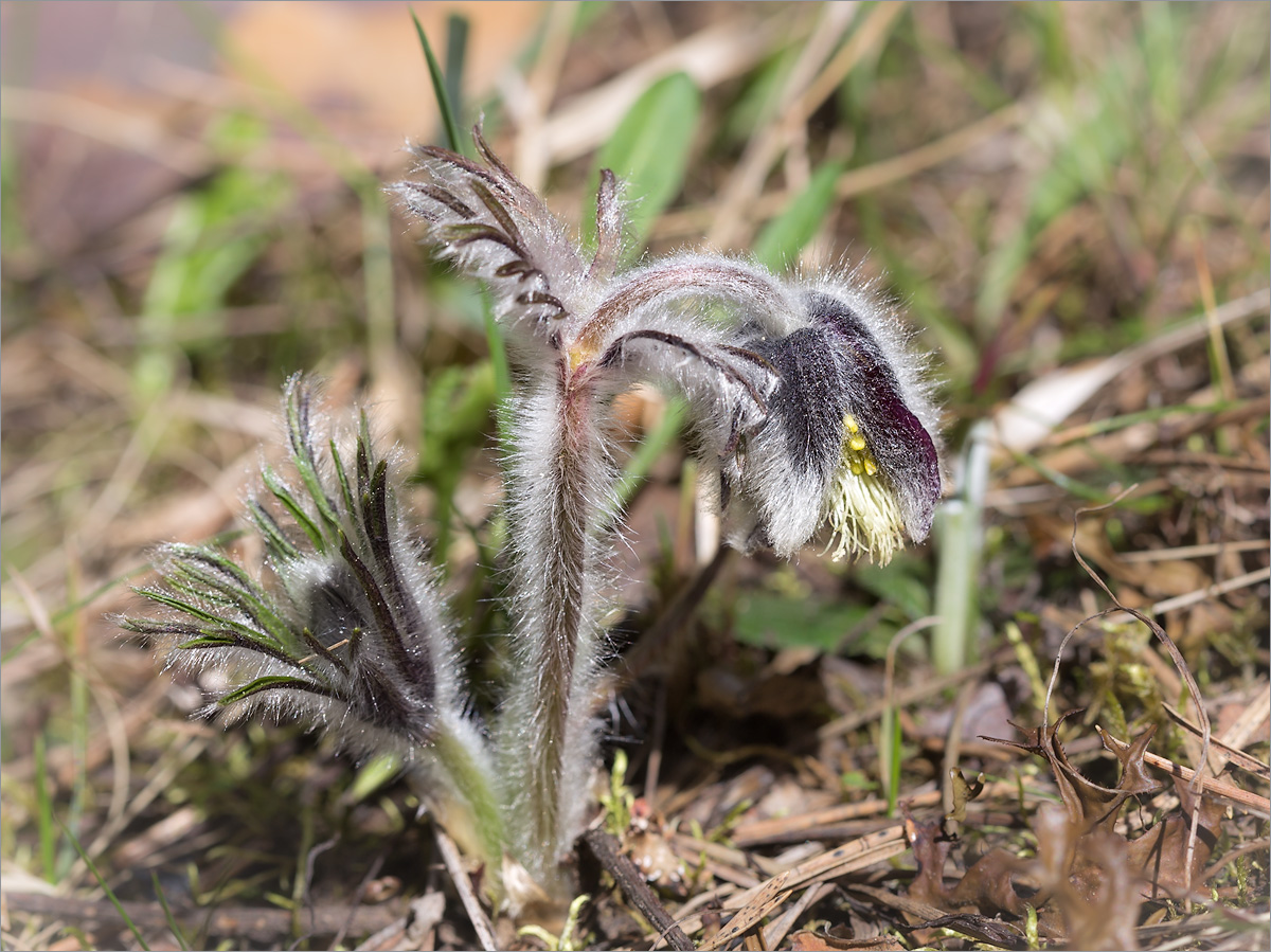 Изображение особи Pulsatilla pratensis.