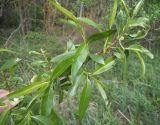 genus Salix. Ветвь. Московская обл., Лотошинский р-н, окр. дер. Савостино. 15.05.2014.