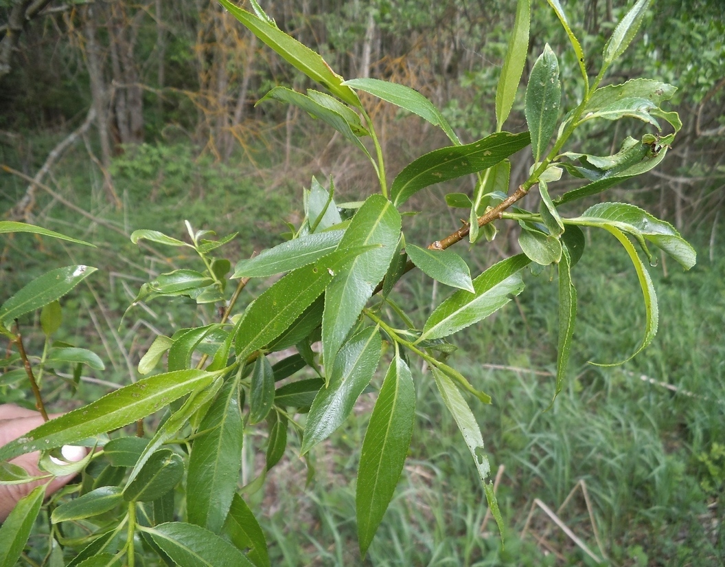 Image of genus Salix specimen.