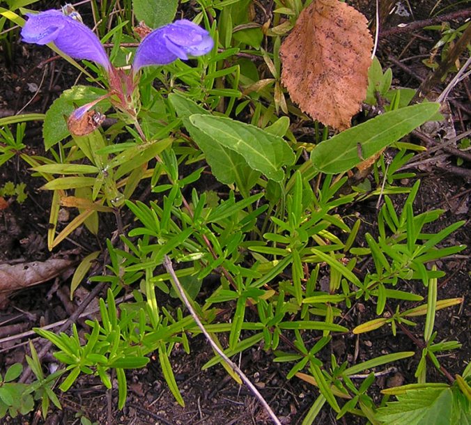 Изображение особи Dracocephalum charkeviczii.