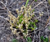 Sedum acre. Плодоносящее растение. Московская обл., Шатурский р-н, окр. пос. Туголесский Бор. 10.07.2012.