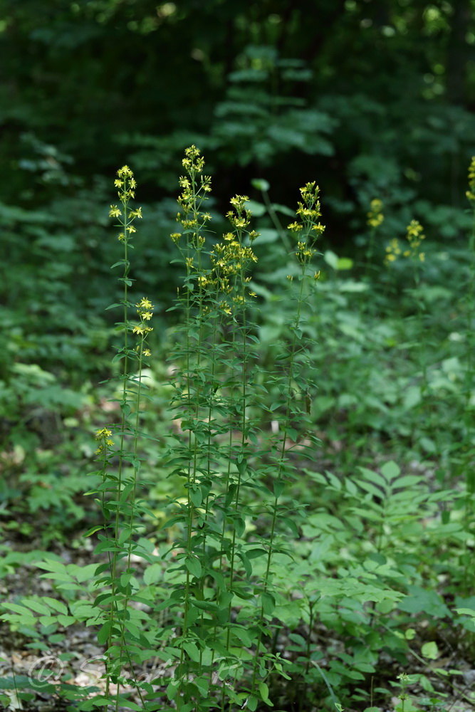 Изображение особи Hypericum hirsutum.