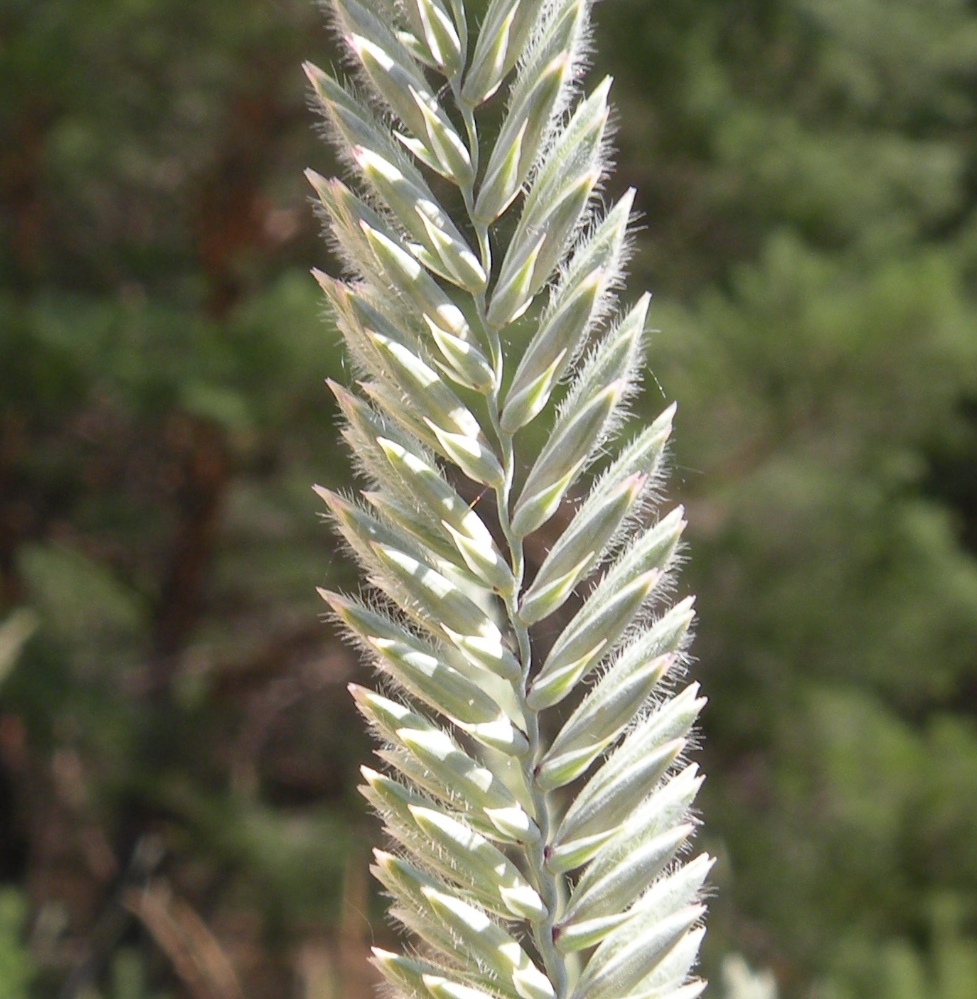 Image of Agropyron dasyanthum specimen.