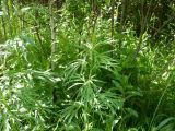 Artemisia vulgaris