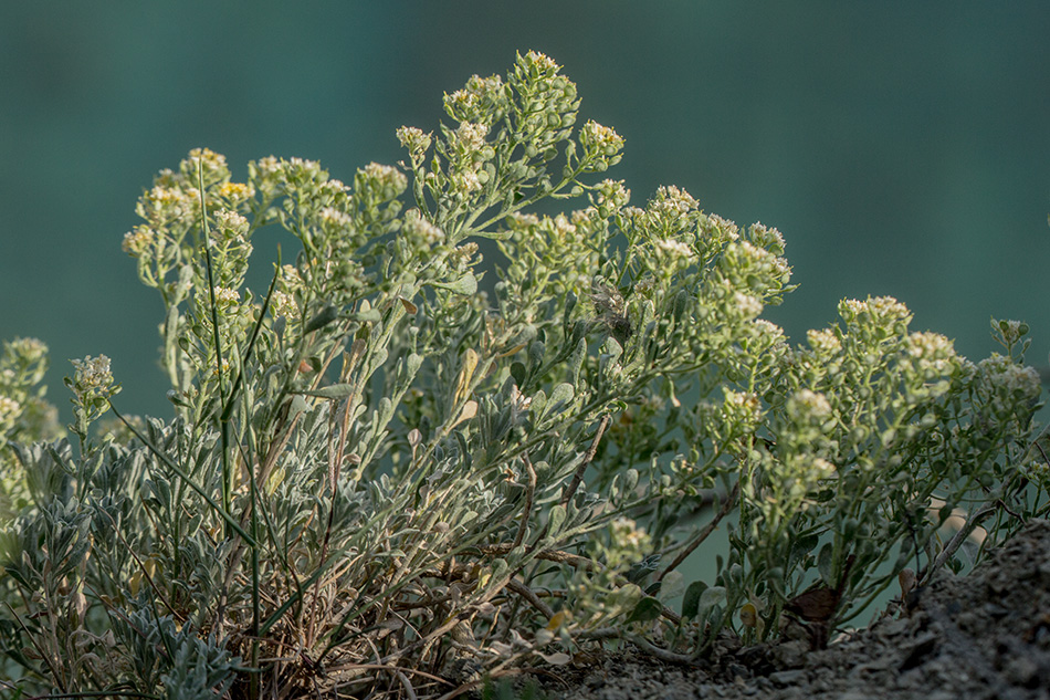 Изображение особи Odontarrhena obtusifolia.