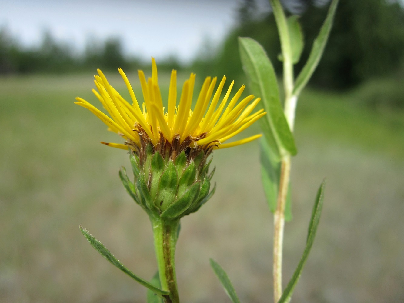 Изображение особи Inula salicina.