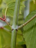 Acer tegmentosum