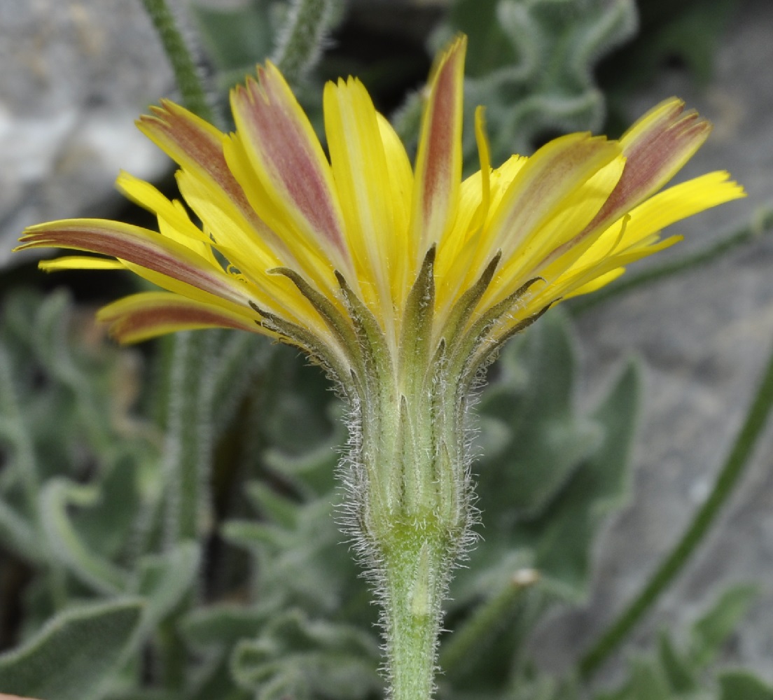 Image of Leontodon biscutellifolius specimen.