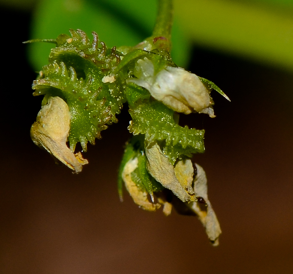 Изображение особи Medicago polymorpha.
