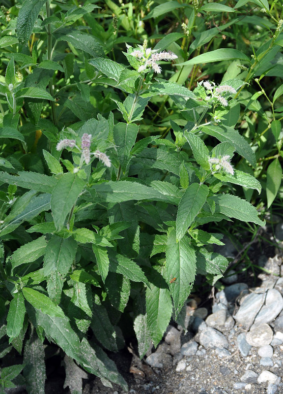 Изображение особи Mentha longifolia.