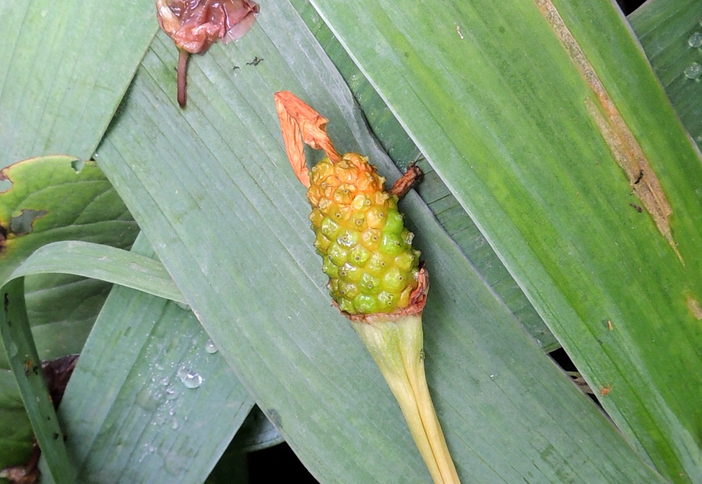 Изображение особи Arisaema sachalinense.