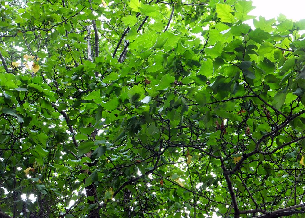 Image of Crataegus nigra specimen.