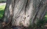 Robinia pseudoacacia. Комлевая часть многоствольного растения. Германия, г. Дюссельдорф, Ботанический сад университета. 03.07.2014.