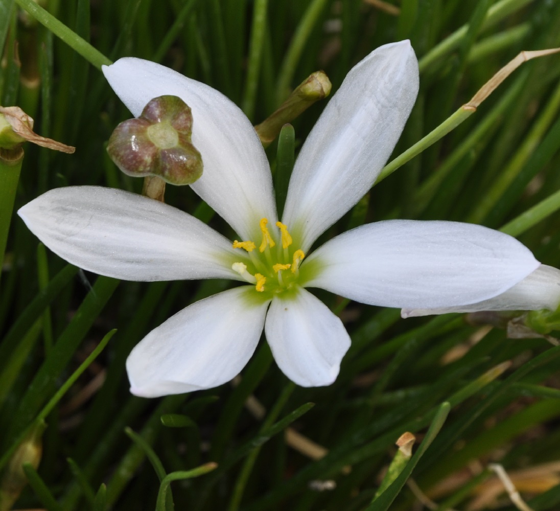 Image of Zephyranthes candida specimen.