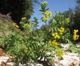 Tanacetum vulgare. Цветущее растение. Краснодарский край, Абинский р-н, окр. ст. Шапсугская, галечный берег р. Адегой. 30.08.2014.