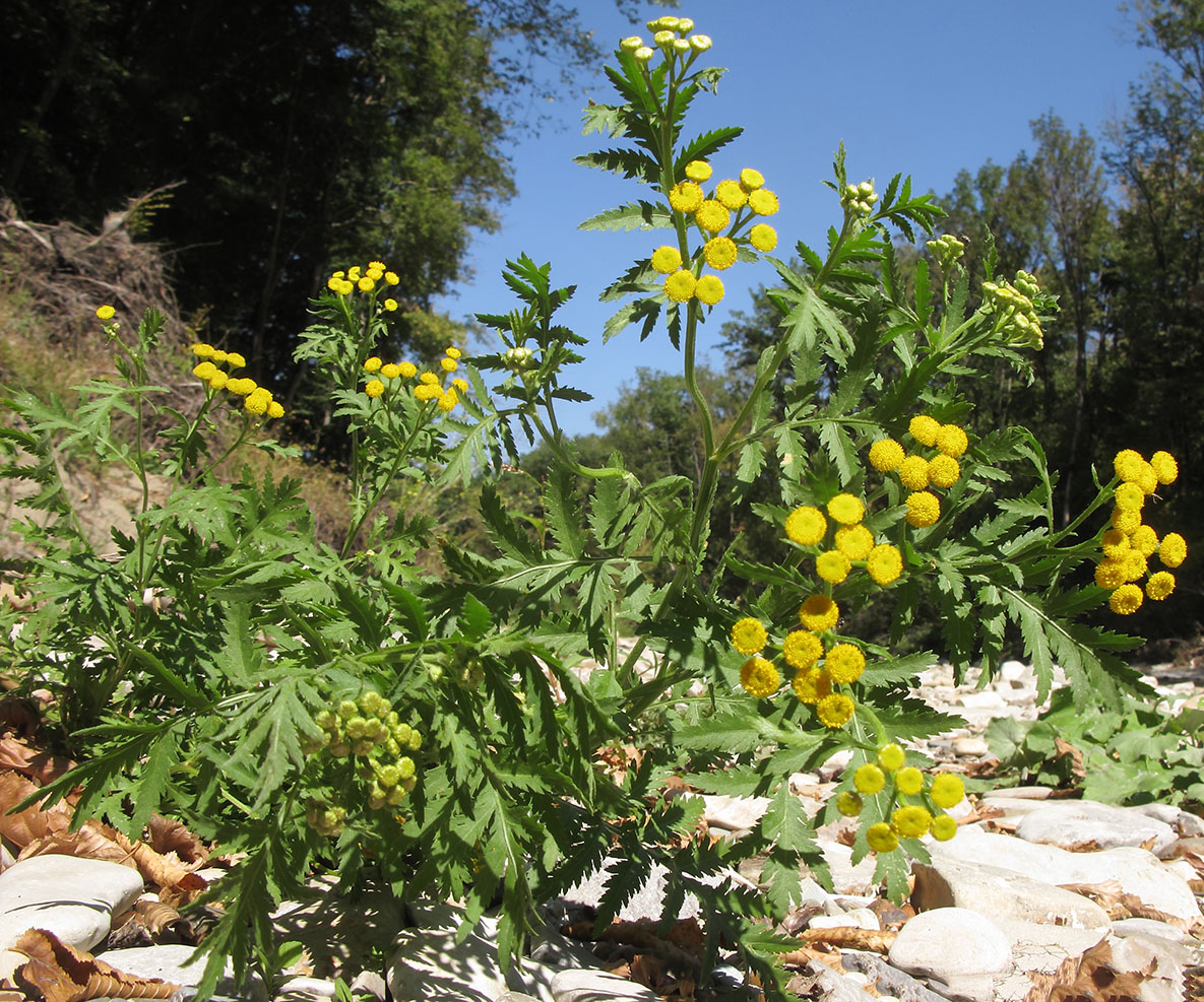 Изображение особи Tanacetum vulgare.