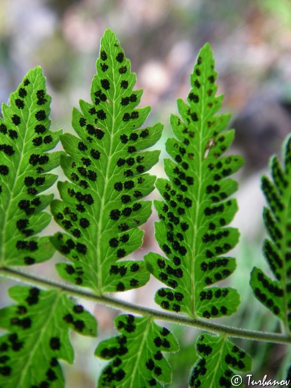 Image of Gymnocarpium robertianum specimen.