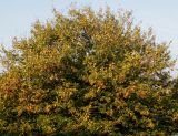 Carpinus betulus. Верхняя часть кроны растения с листьями, принимающими осеннюю окраску. Германия, Кемпен, вид с балкона. 04.10.2014.