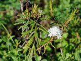 Ledum palustre