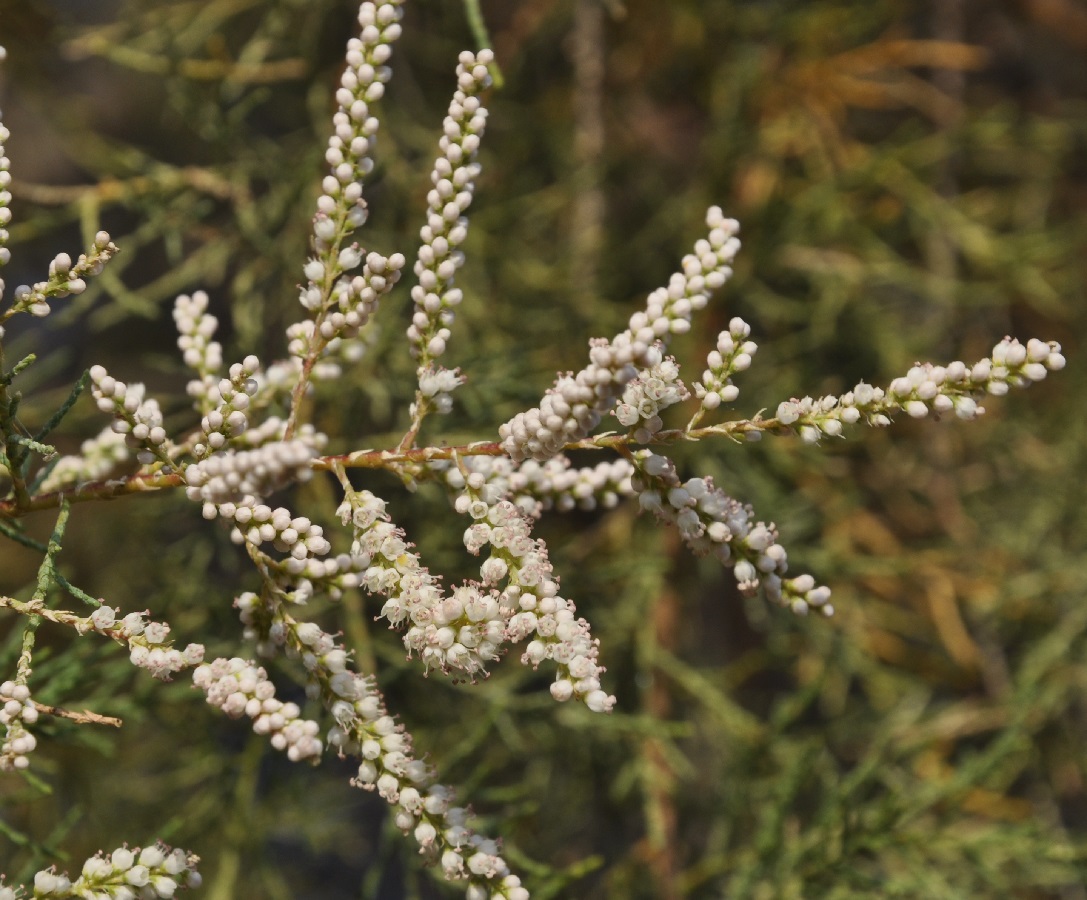 Image of Tamarix smyrnensis specimen.