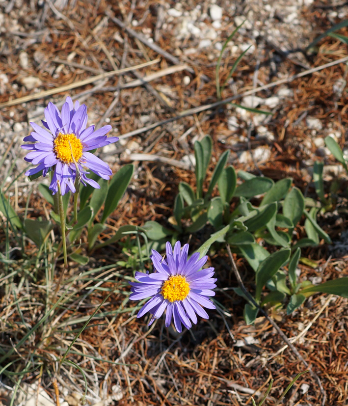 Изображение особи Aster alpinus.