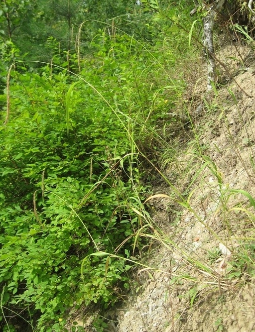 Изображение особи Elymus sibiricus.