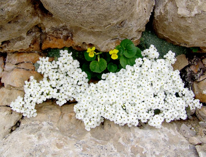 Image of Draba ossetica specimen.