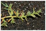 Salsola pontica. Верхушка цветущего растения. Республика Абхазия, г. Сухум, морской пляж. 18.08.2009.