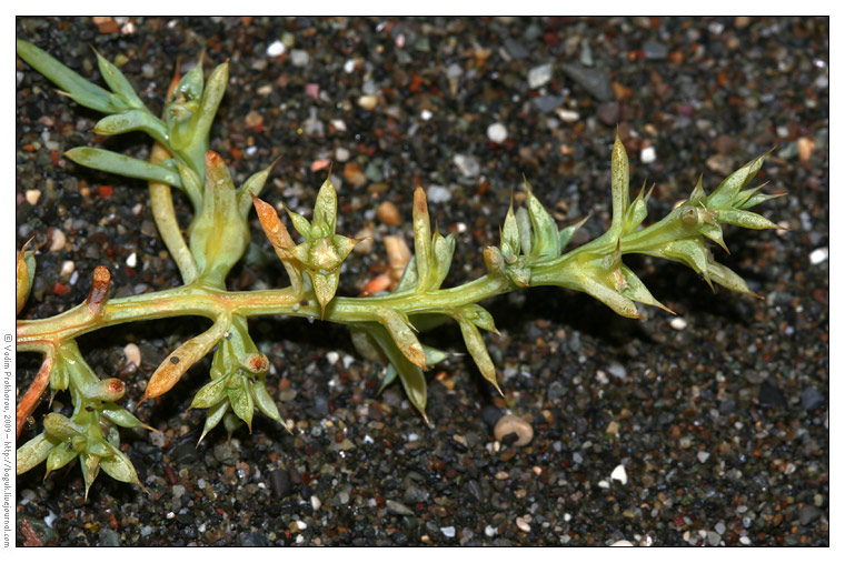 Изображение особи Salsola pontica.