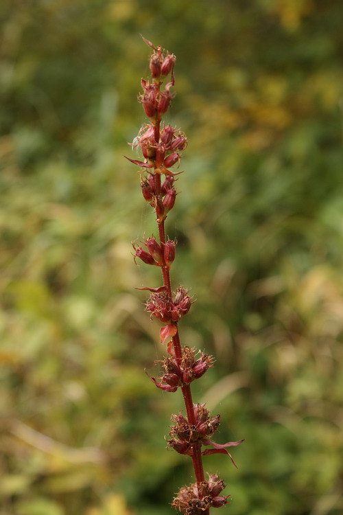 Image of Lythrum salicaria specimen.