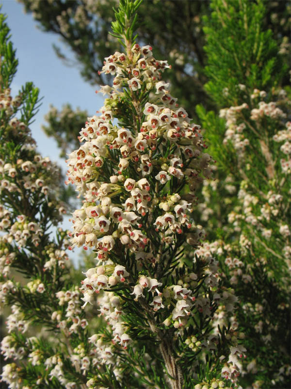 Image of Erica arborea specimen.