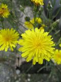 Crepis tectorum. Соцветие. Иркутская обл., Бодайбинский р-н, каменистая техногенная площадка на склоне гольца. 20.07.2008.