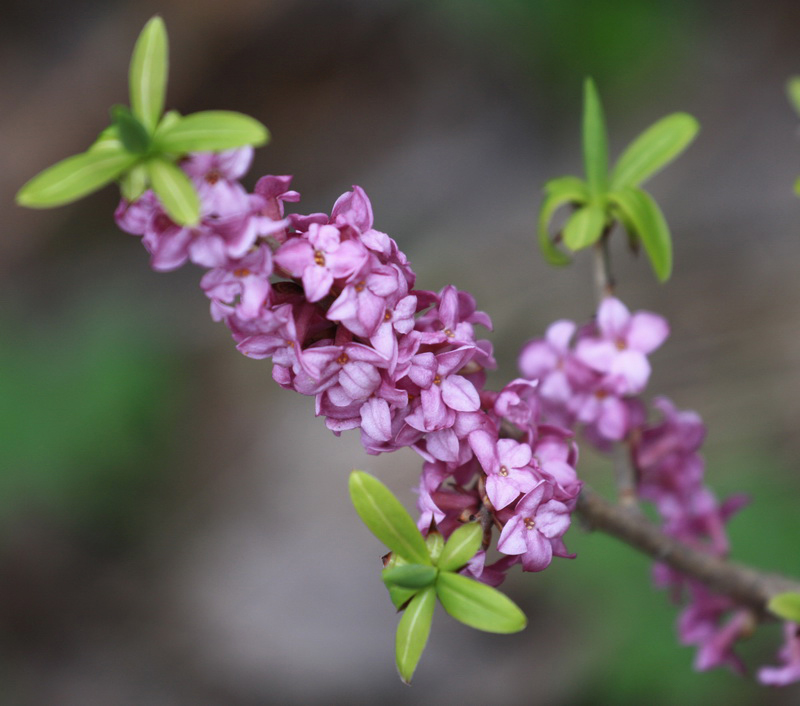 Изображение особи Daphne mezereum.