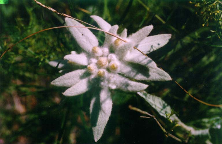 Image of Leontopodium palibinianum specimen.