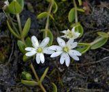 Stellaria humifusa. Верхушка цветущего растения. Архангельская обл., Соловки, о. Бол. Соловецкий, сырой приморский пляж. 30.06.2008.