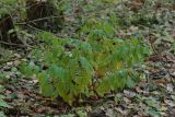 Lonicera nigra