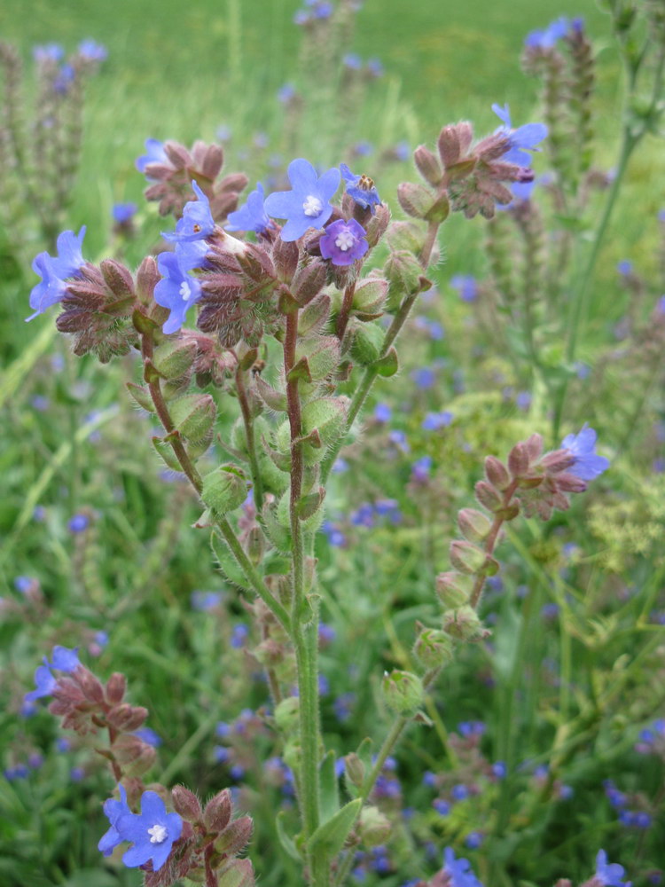 Изображение особи Anchusa officinalis.