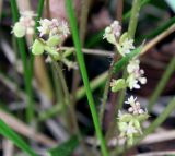 Hydrocotyle vulgaris