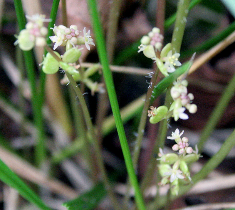 Изображение особи Hydrocotyle vulgaris.