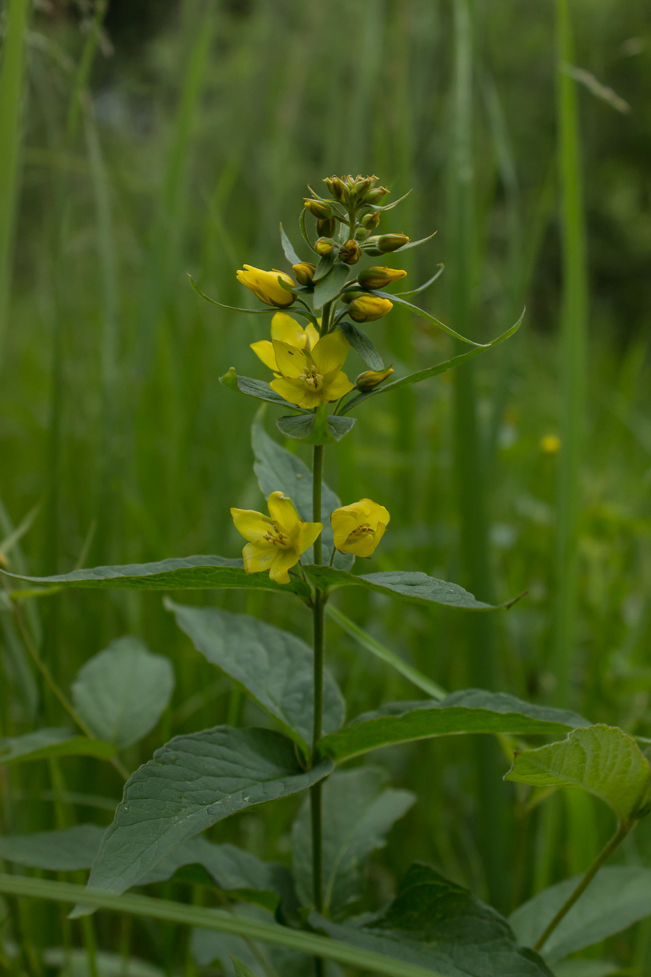 Изображение особи Lysimachia vulgaris.