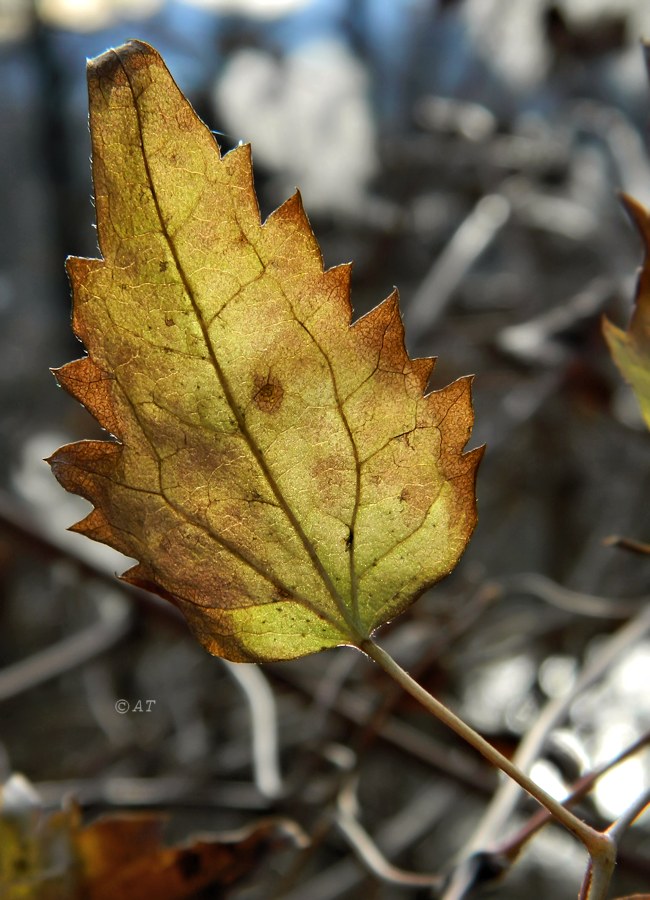 Image of Clematis vitalba specimen.