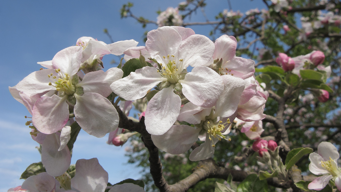 Изображение особи Malus domestica.