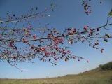 Crataegus rhipidophylla