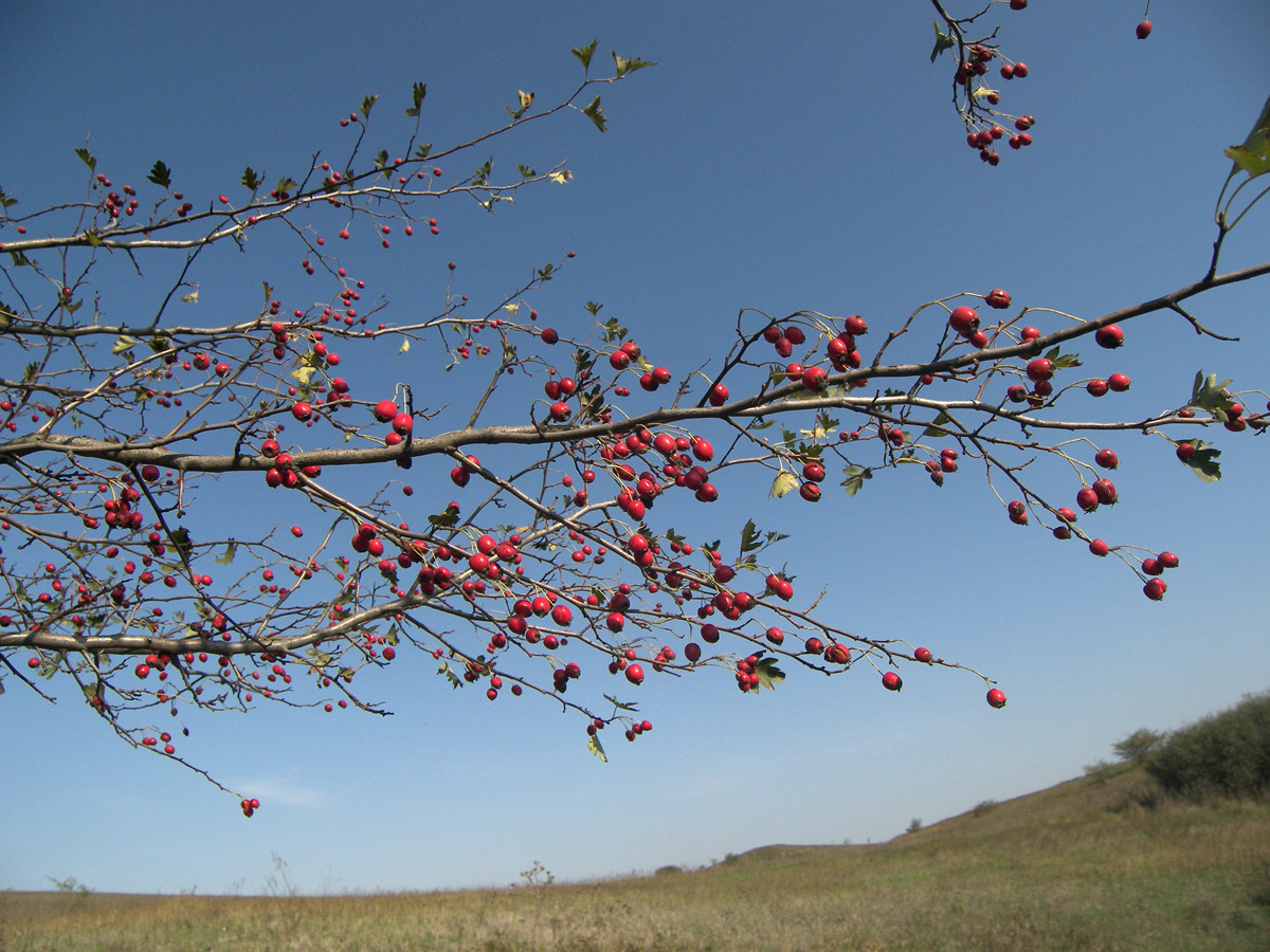 Изображение особи Crataegus rhipidophylla.