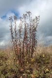 Hieracium umbellatum. Плодоносящее растение на суходольном лугу на известняке. Ленинградская обл., Волосовский р-н, окр. дер. Пятая Гора. Сентябрь 2014 г.