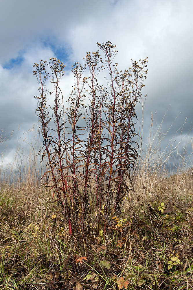 Image of Hieracium umbellatum specimen.